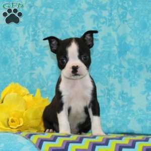Jeff, Boston Terrier Puppy